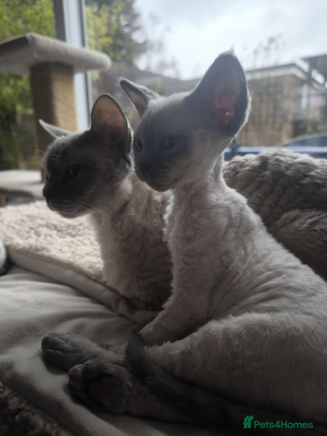 Devon Rex cats for sale: Devon Rex💕Blue Point Lynx Girl🩷Blue Point Boy💙 - Advert 26