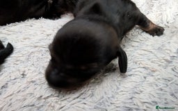 Dachshund dogs for sale: Dachshund Puppies  - Image 3
