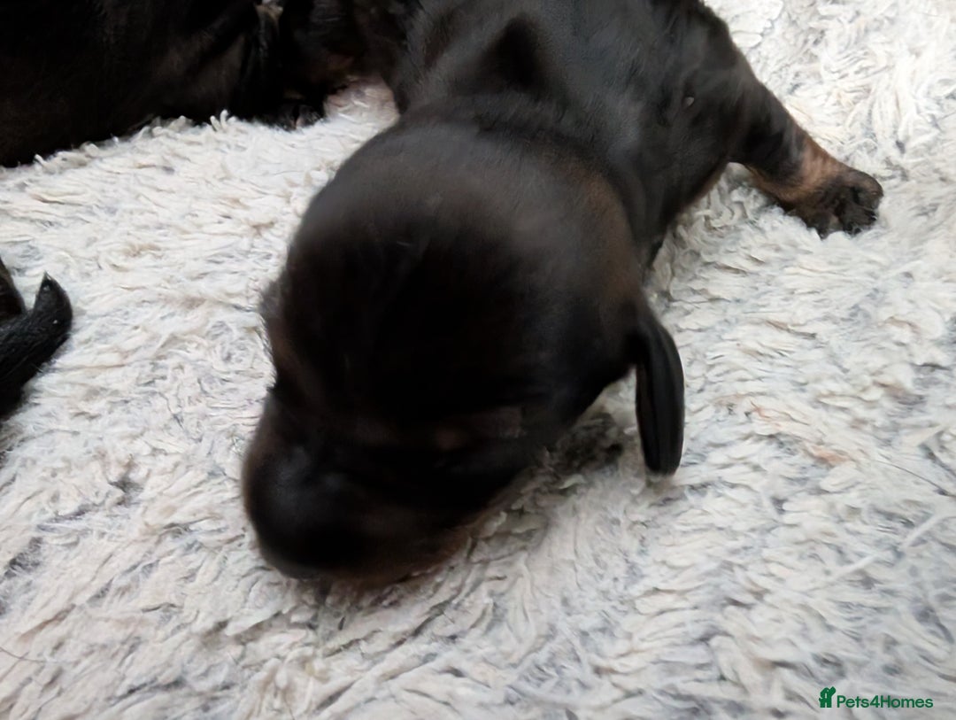 Dachshund dogs for sale: Dachshund Puppies  - Image 3