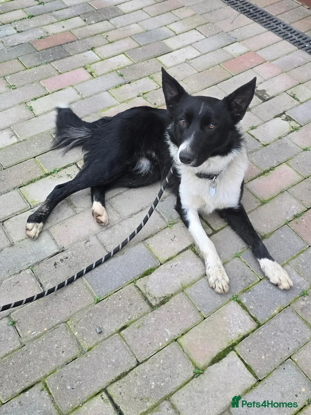 Mixed Breed dogs for adoption: RONNIE - Advert 4