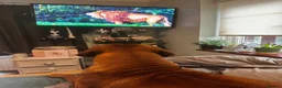 Rhodesian Ridgeback dogs for stud: Beautiful Rhodesian Ridgeback to Stud  in Lightwater - Advert 27