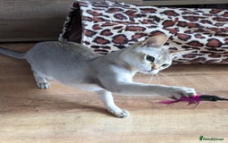 Singapura cats for sale: Singapura girl  - Image 4