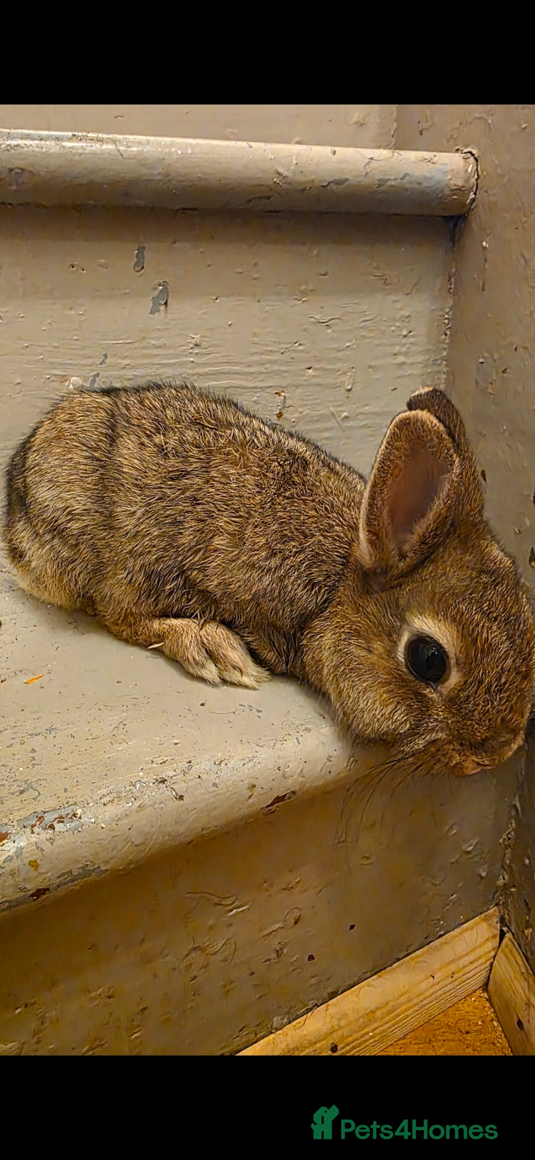 Netherland Dwarf rabbits for sale: Beautiful Bonded Pair of Netherland dwarf Bunnies  - Advert 6