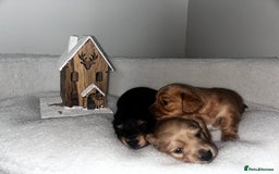 Miniature Dachshund dogs for sale: Miniature Longhair Dachshund Puppies  - Image 3