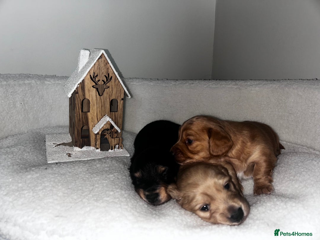 Miniature Dachshund dogs for sale: Miniature Longhair Dachshund Puppies  - Image 3