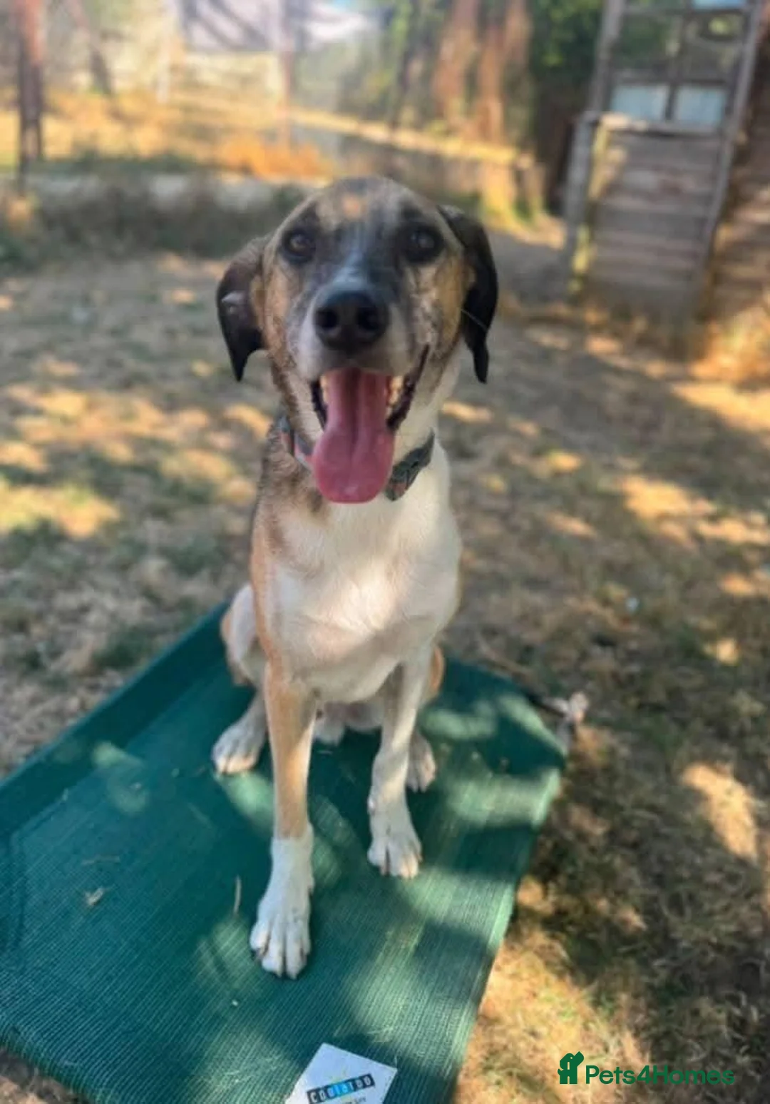 Mixed Breed dogs for adoption: Meet Erol, currently residing in Surrey in Chessington - Advert 2