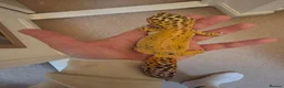 Leopard Gecko reptiles for sale: Leopard gecko male  in Tonbridge - Advert 3