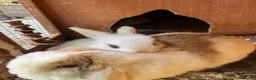 Mini Lop rabbits for sale: Mini Lop Kits  - Advert 6