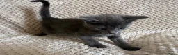 Mixed Breed cats for sale: Kittens - Advert 12