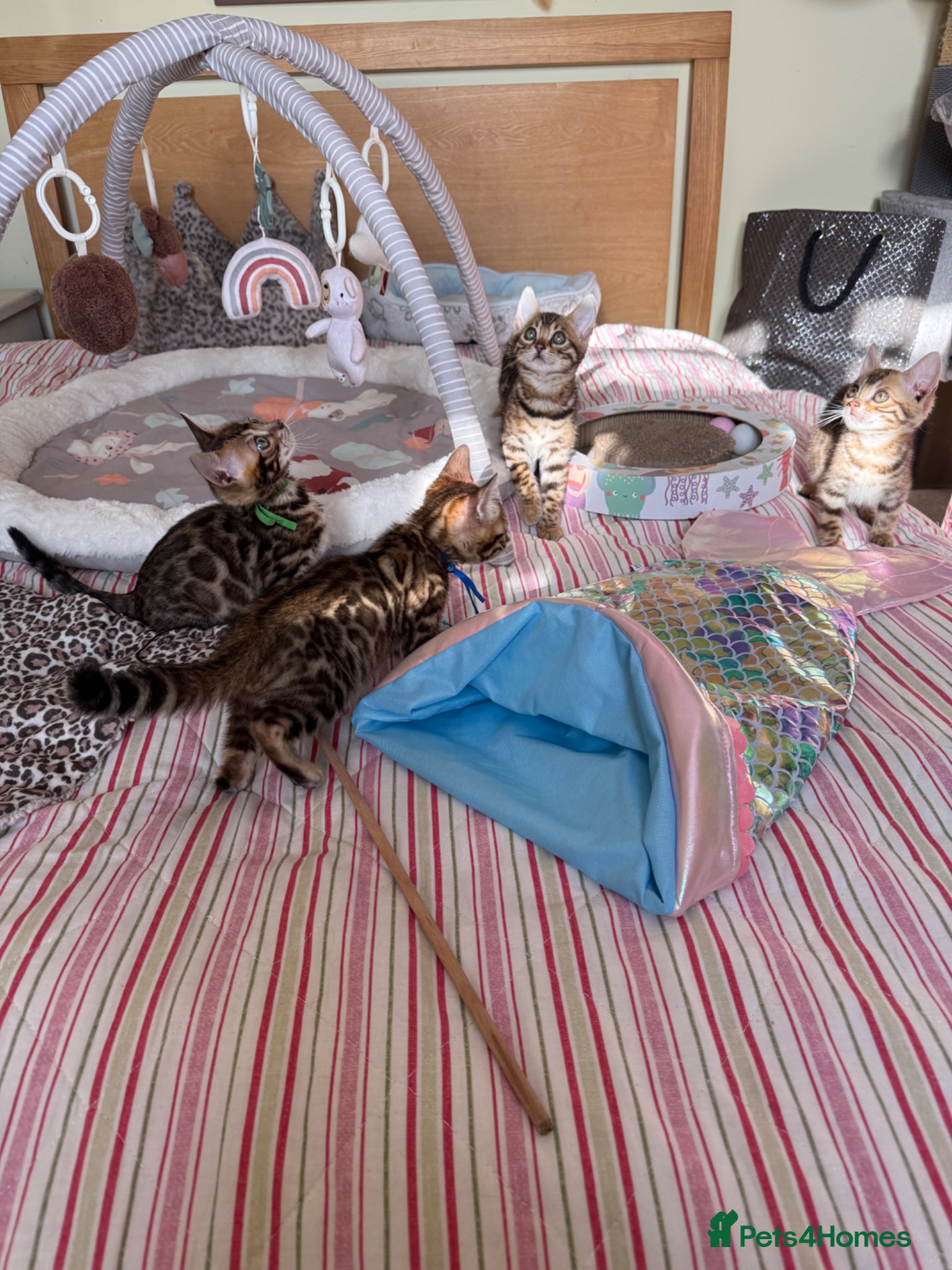 Bengal cats TICA 🩷 health tested 💙 Bengal Kittens 🐆  - Advert 15