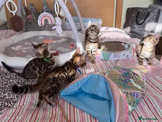 Bengal cats TICA 🩷 health tested 💙 Bengal Kittens 🐆 - Advert 5