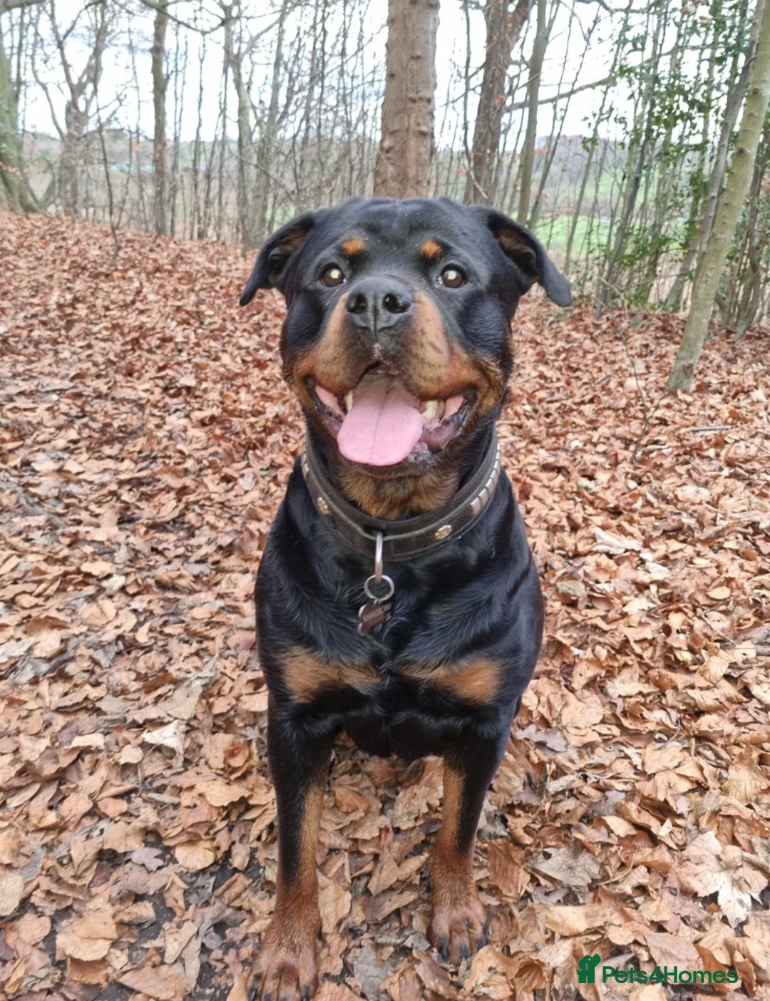 Rottweiler dogs for sale: Kc registered rottweiler pups - Advert 2