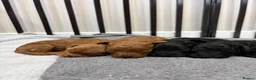 Cockapoo dogs for sale: 4 beautiful cockapoos  in Wrexham - Advert 3