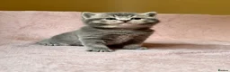 British Shorthair cats for sale: British Shorthair Kittens - Advert 10