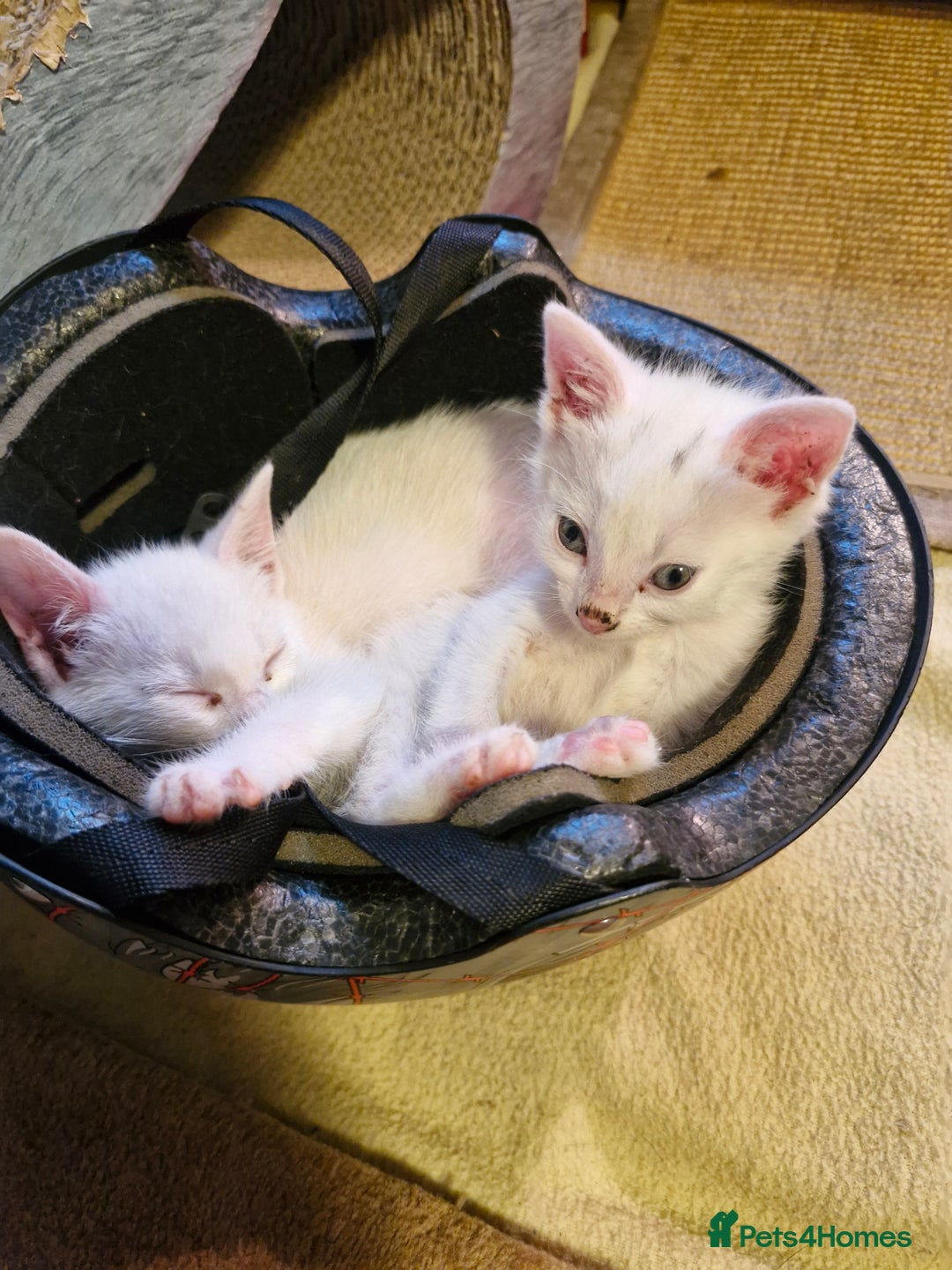 Mixed Breed cats for sale: Beautiful Siamese cross kittens - Advert 8