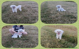 Poochon dogs for stud: STUNNING proven poochon stud. Health tested in Barrow-upon-Humber - Image 6