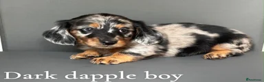 Dark dapple boy Miniature Dachshund 3