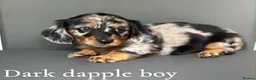 Miniature Dachshund dogs for sale: Miniature long haired dachshund puppy’s  - Advert 5