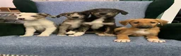 Mixed Breed dogs for sale: Blue Merle Border Collie x Lurcher Puppies  - Advert 6