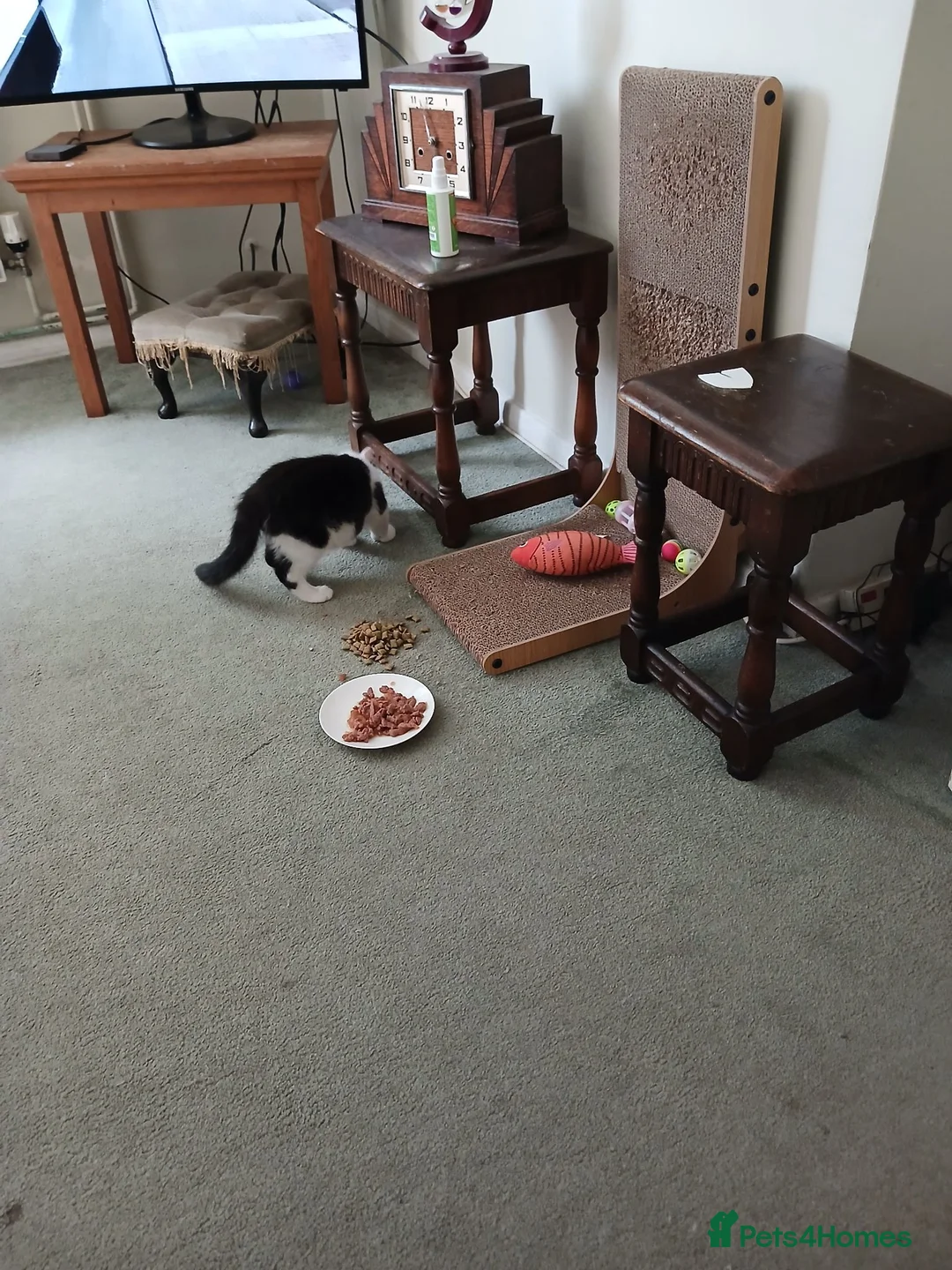 Mixed Breed cats for sale: Tiny male kitten,  black and white in Market Harborough - Advert 8
