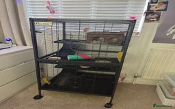 Rat rodents for sale: X 2 fancy rats and cage for sale - Image 5
