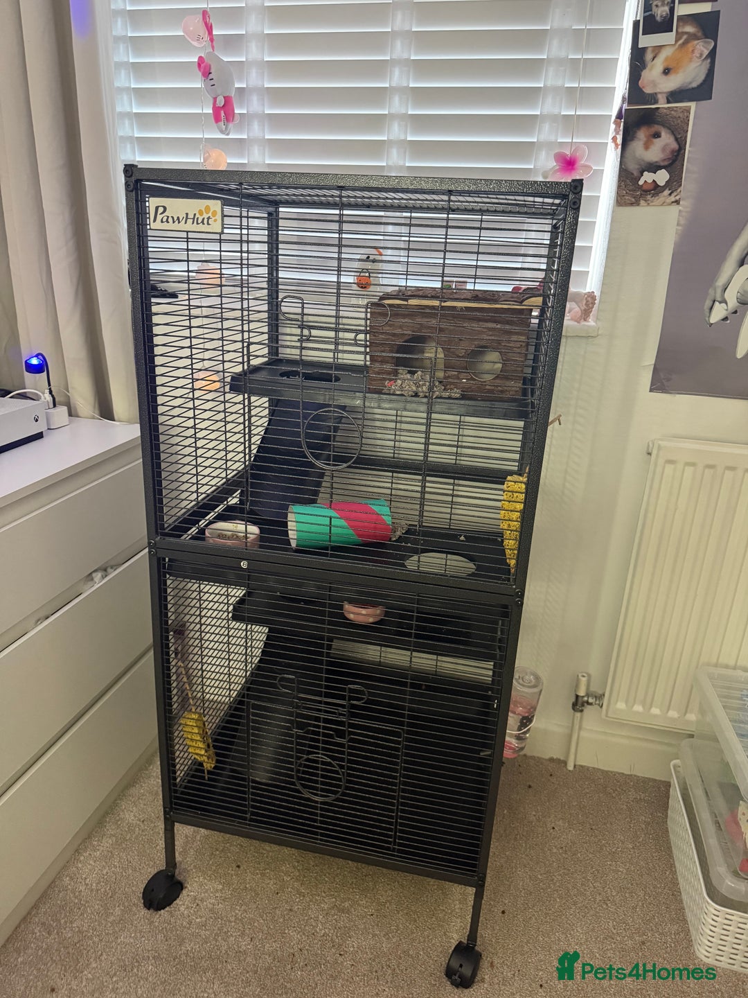 Rat rodents for sale: X 2 fancy rats and cage for sale - Image 5