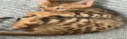 Bengal cats for sale: Beautiful bengal - Advert 5
