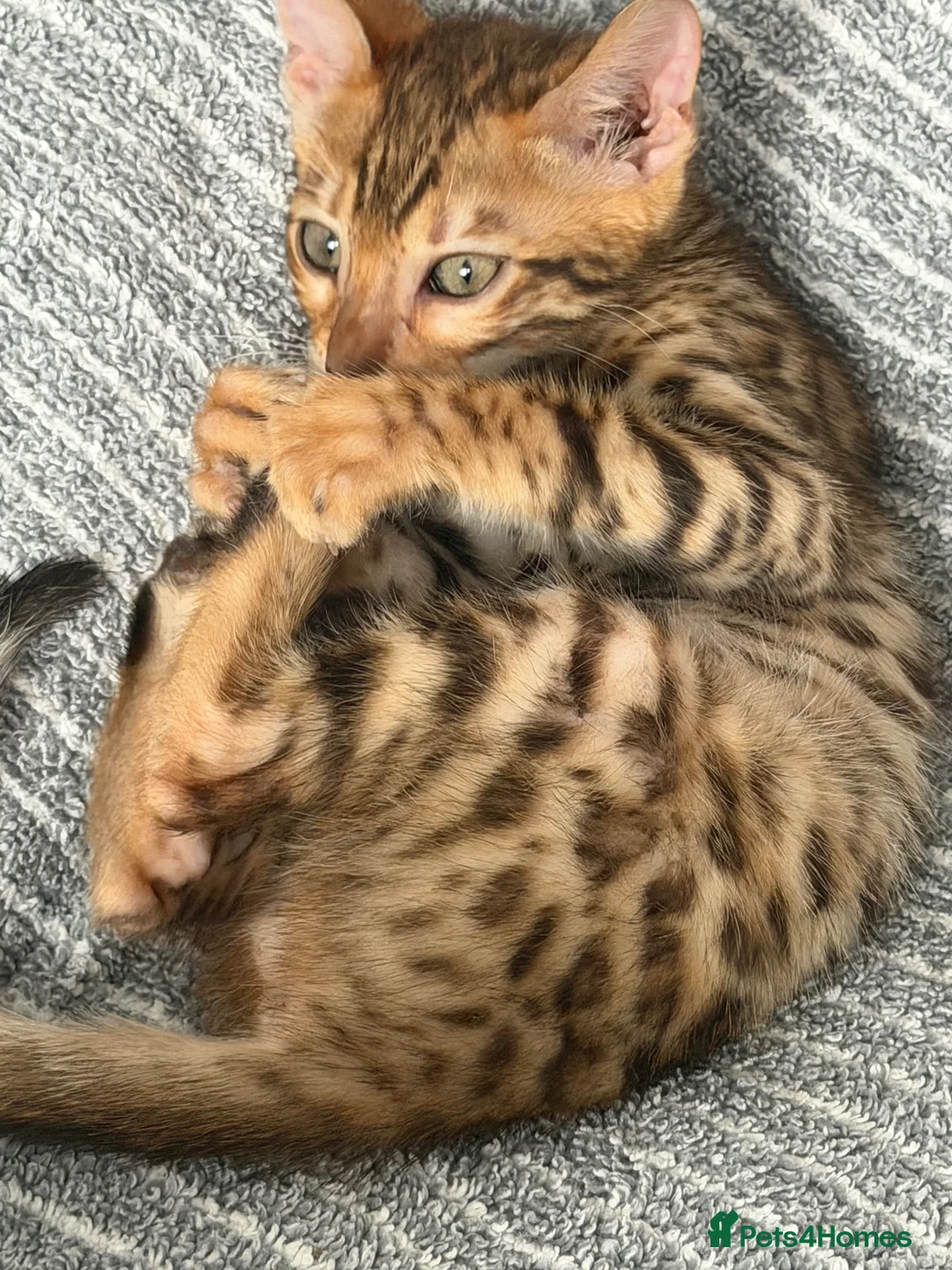 Bengal cats for sale: Beautiful bengal - Advert 5