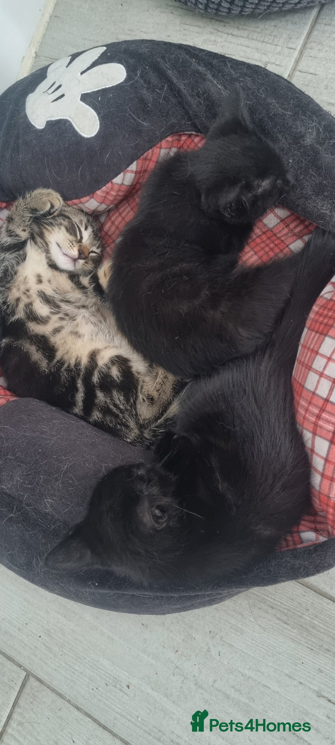 Mixed Breed cats for sale: 5 beautiful kittens - Image 17