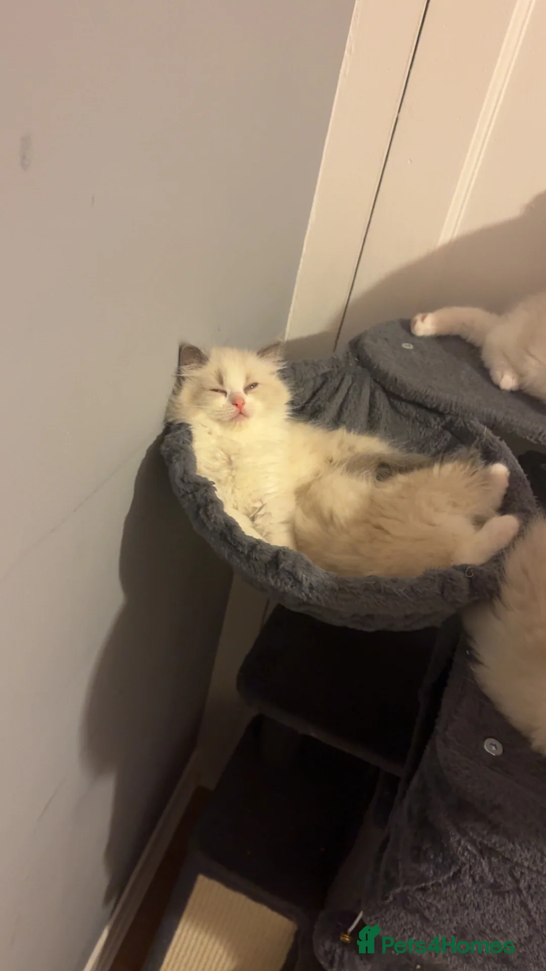Ragdoll cats for sale: Adorable Pure Breed Ragdoll Kittens ❤️ - Advert 21
