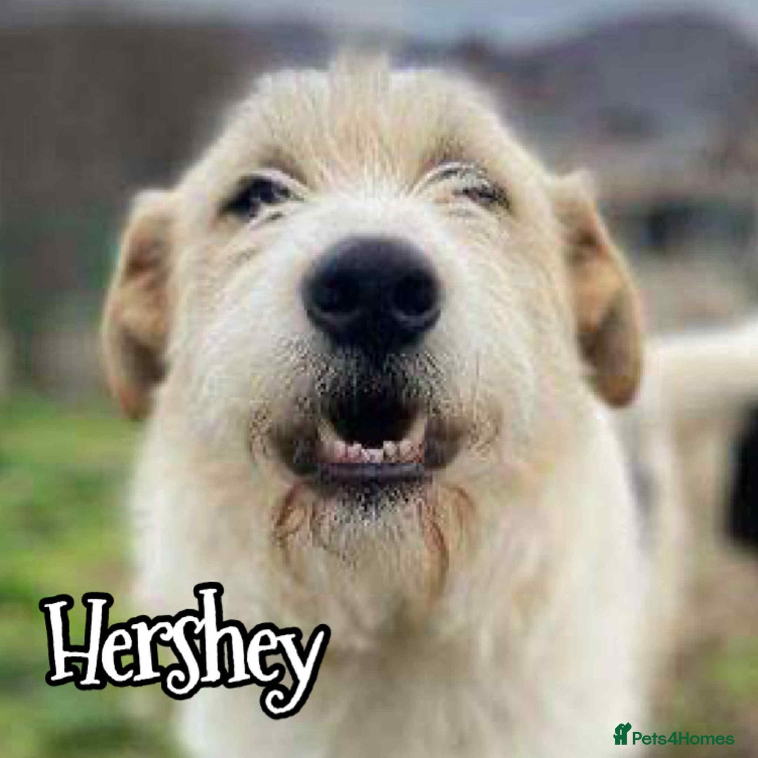 Mixed Breed dogs for adoption: Hershey ( and brother Harley )  - Advert 3