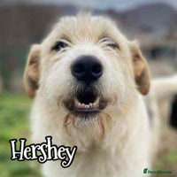 Mixed Breed dogs Hershey ( and brother Harley ) - Advert 4