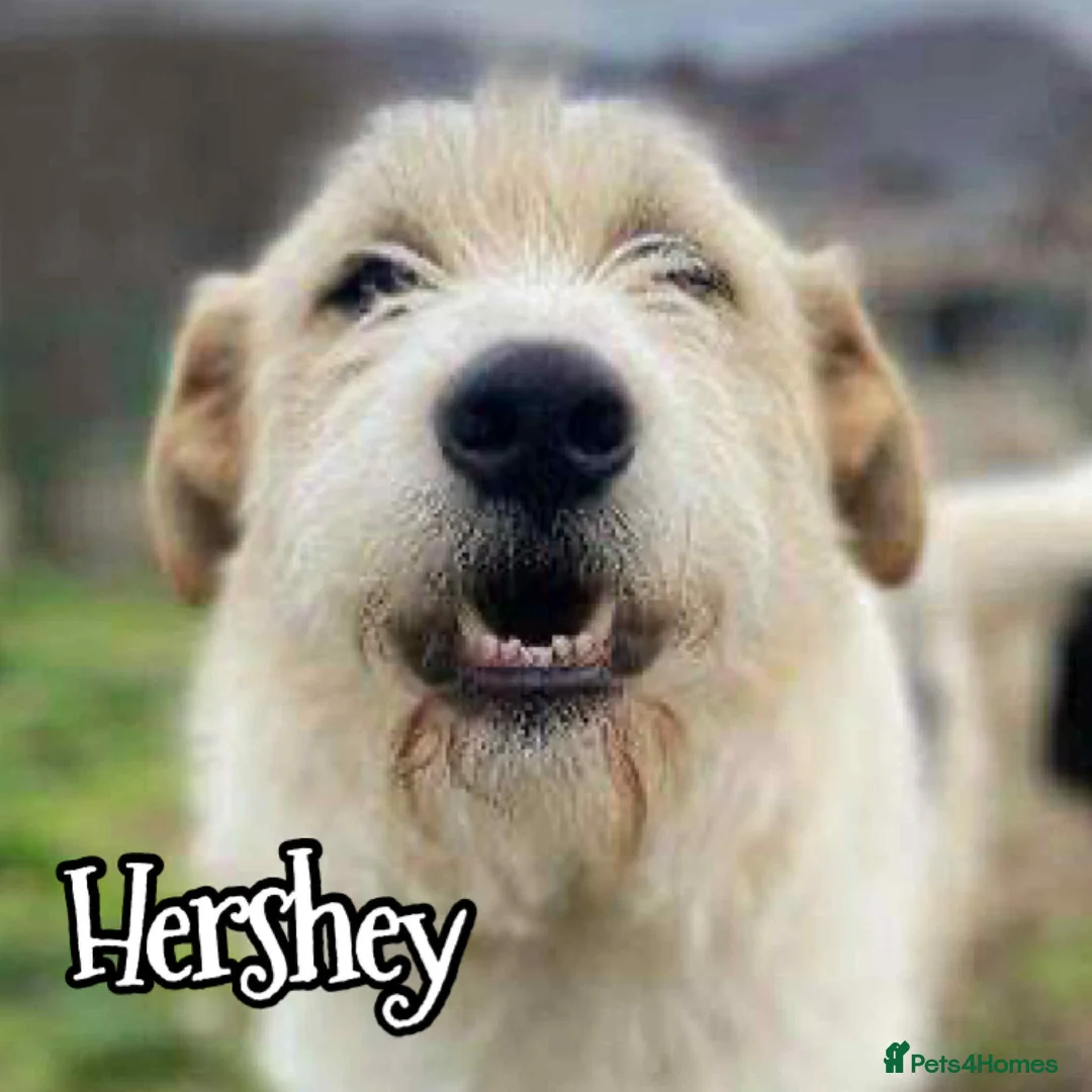 Mixed Breed dogs for adoption: Hershey ( and brother Harley )  - Advert 2