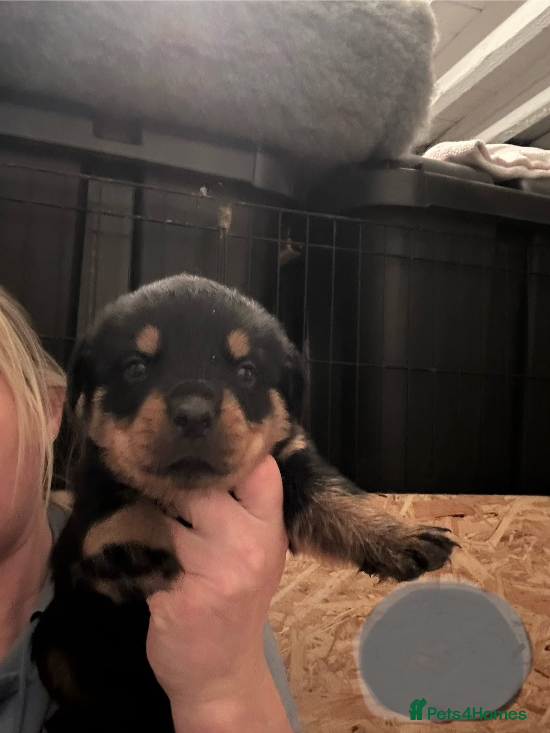 Rottweiler dogs for sale: Kc reg. Rottweiler pups. Ready 17 Jan - Advert 6