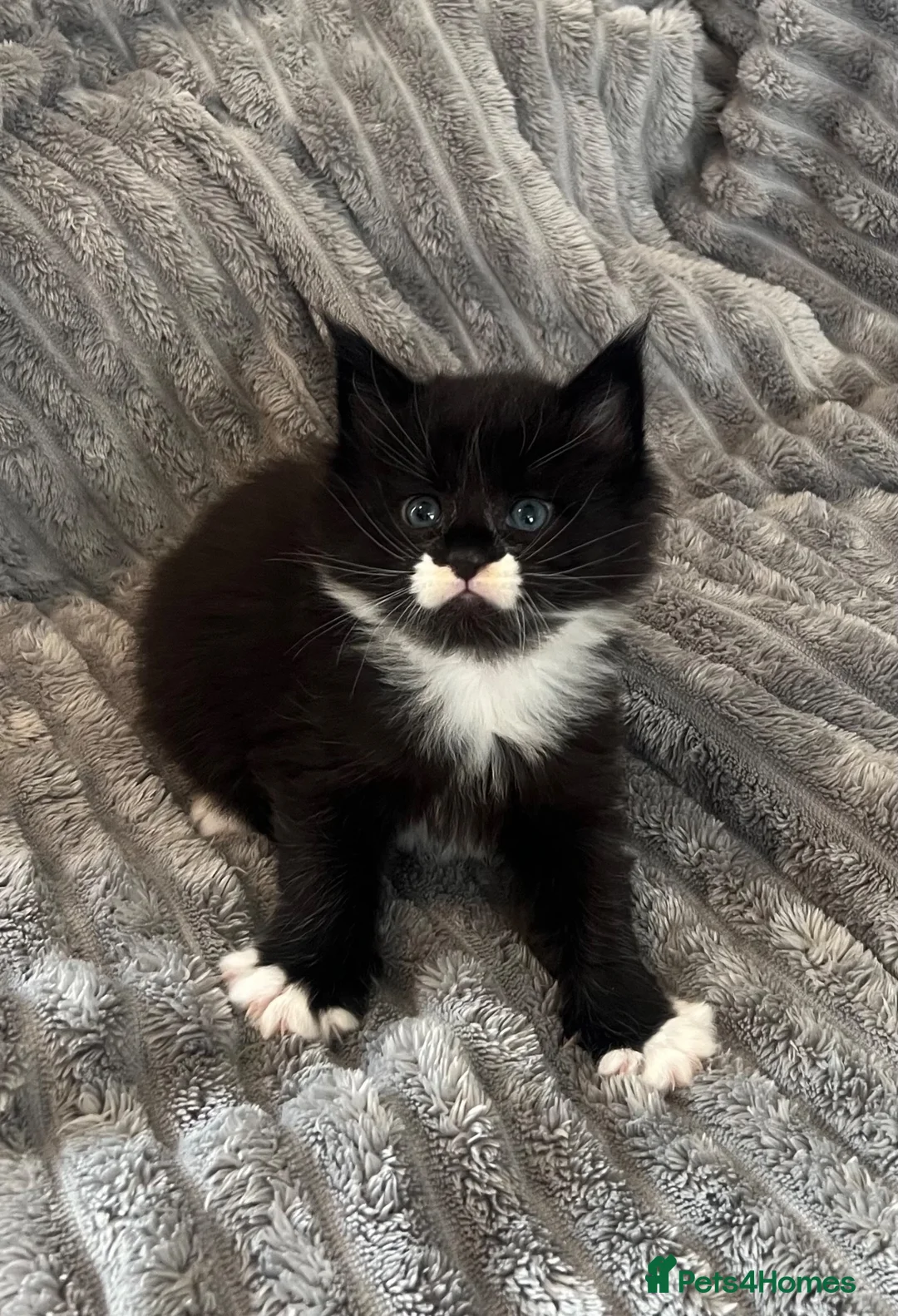 Maine Coon cats for sale: 2 beautiful Maine coon kittens - Advert 2