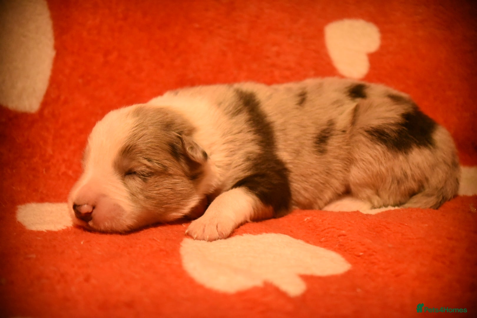 Border Collie dogs for sale: 1 health tested boy left - Advert 39