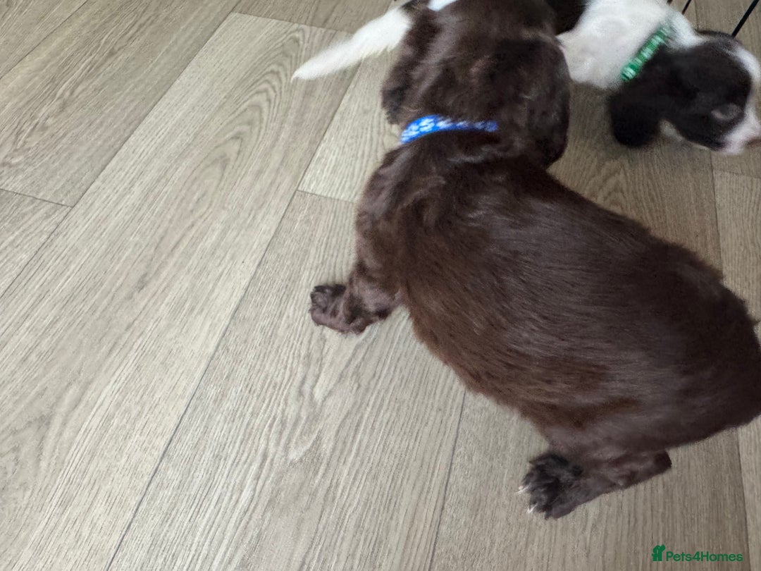 Sprocker dogs for sale: Sprocker spaniel puppy’s  - Image 12