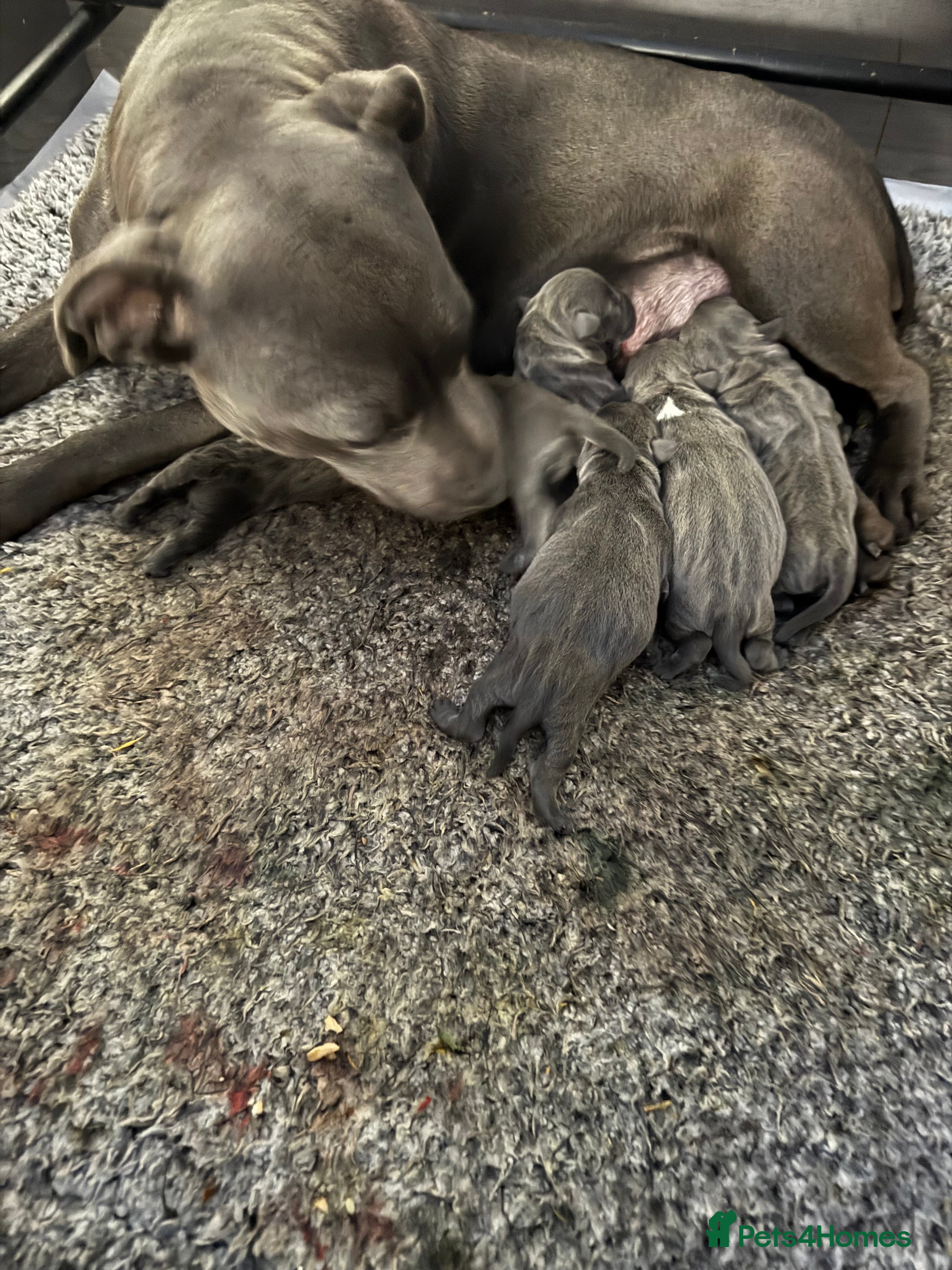 Staffordshire Bull Terrier dogs 5 boys and 2 girl KC reg staff puppy for sale  - Advert 2