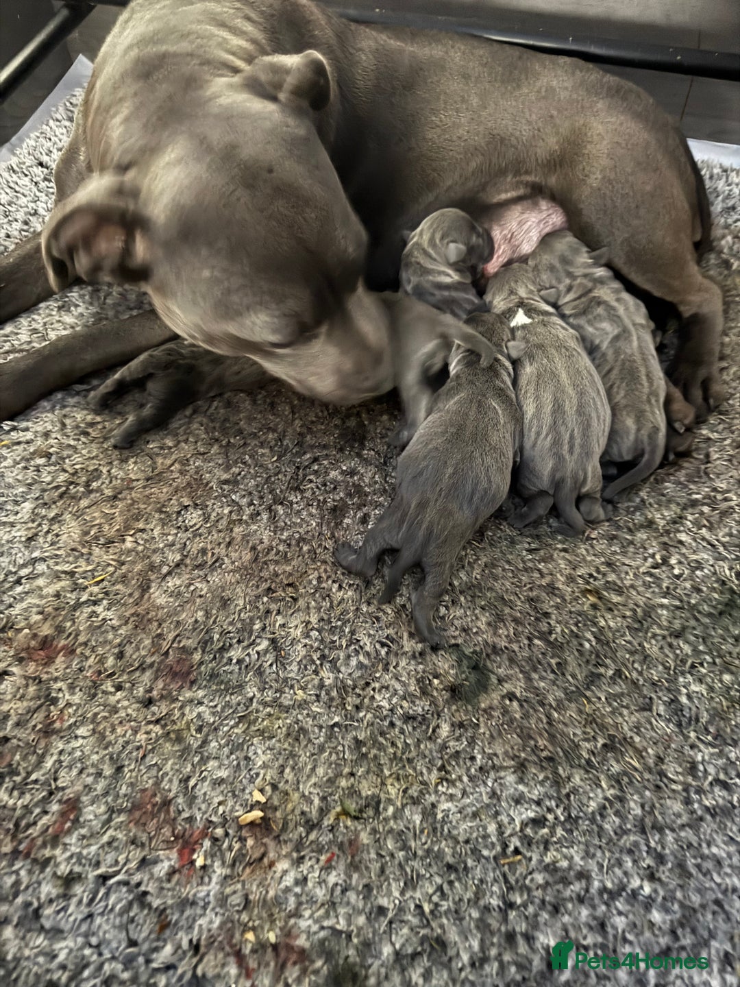 Staffordshire Bull Terrier dogs for sale: 5 boys and 2 girl KC reg staff puppy for sale  - Advert 1