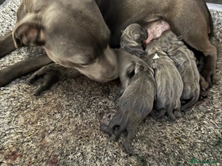 Staffordshire Bull Terrier dogs 5 boys and 2 girl KC reg staff puppy for sale - Advert 1
