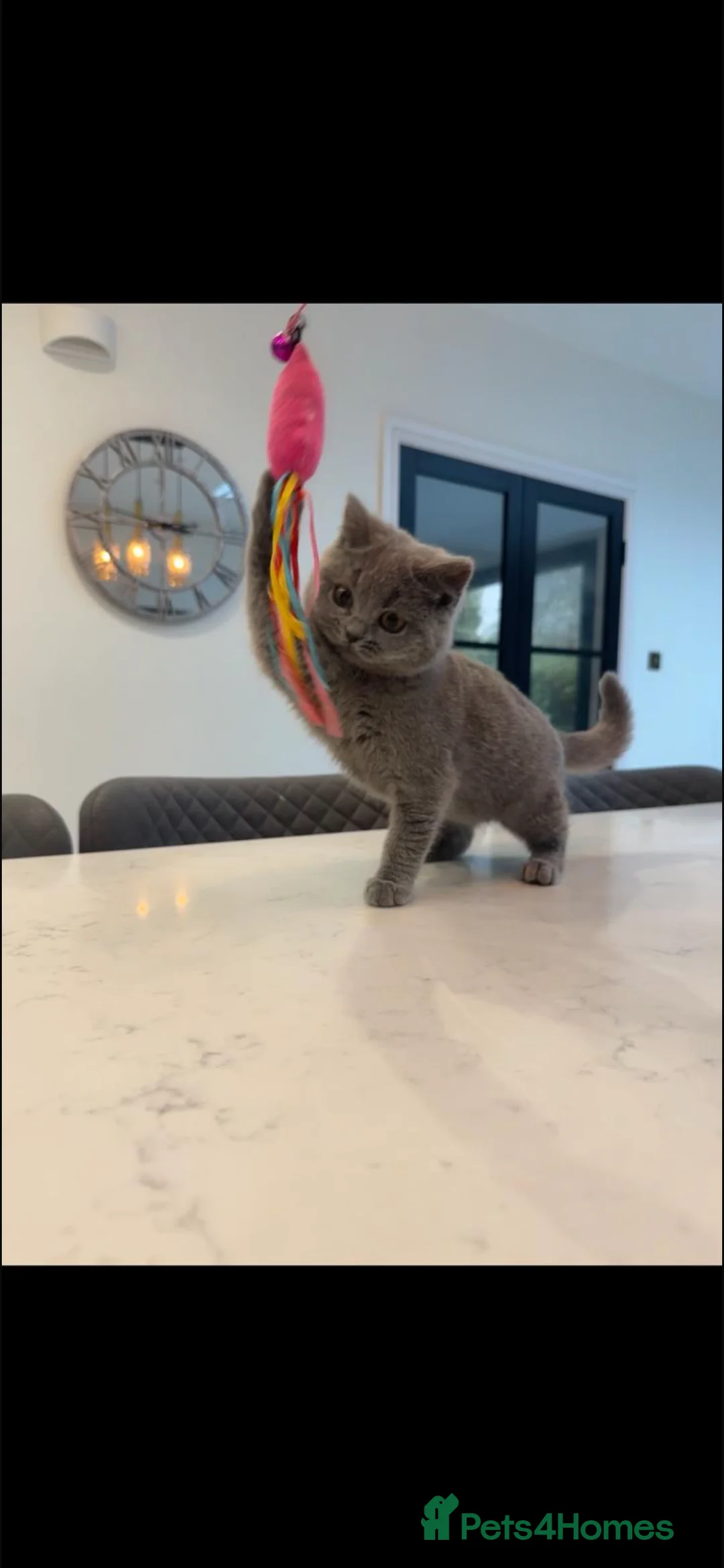British Shorthair cats for sale: 🌈 GCCF Blue 🏆 Champion 🏆 BSH teddy bear 🧸  - Advert 2