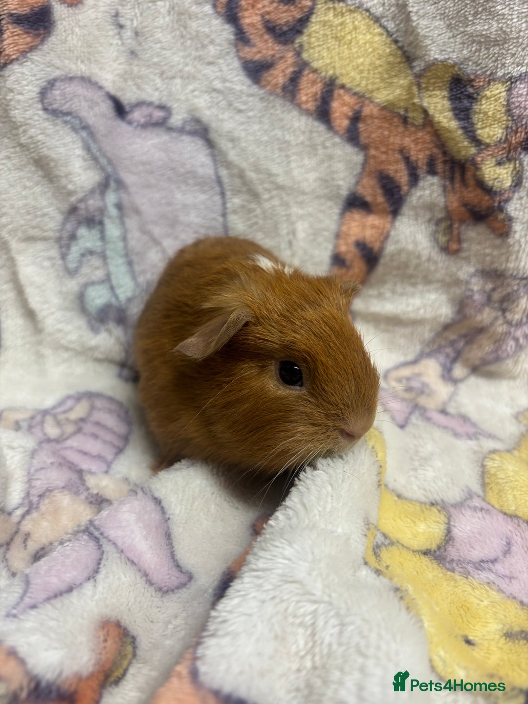 Guinea Pig rodents for sale: 2 beautiful girl piggys  - Advert 9