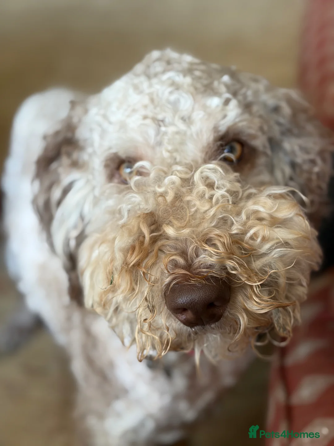 Mixed Breed dogs for stud: Loving, intelligent mini merle labradoodle stud in Sidmouth - Advert 2