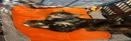 Mixed Breed cats for sale: Beautiful and loving kittens ready for new home. - Advert 4