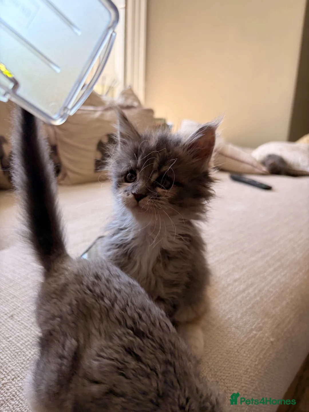 Maine Coon cats for sale: Pure breed Maine coon kitten  - Advert 2