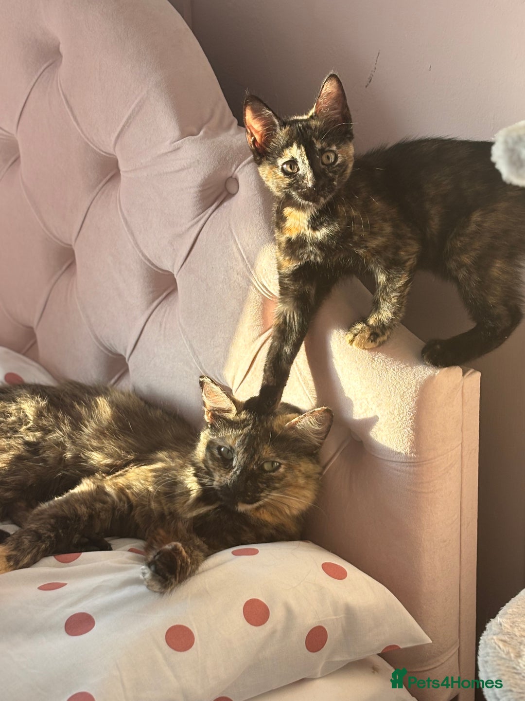 Mixed Breed cats for sale: 1 Gorgeous Female Kitten Ready for their new home - Image 13