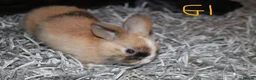 Mini Lop rabbits for sale: 5 Mini Lop x Mini Plush babies  - Advert 14