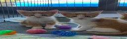 Mixed Breed cats for sale: Gorgeous kittens Ready Now! - Advert 7