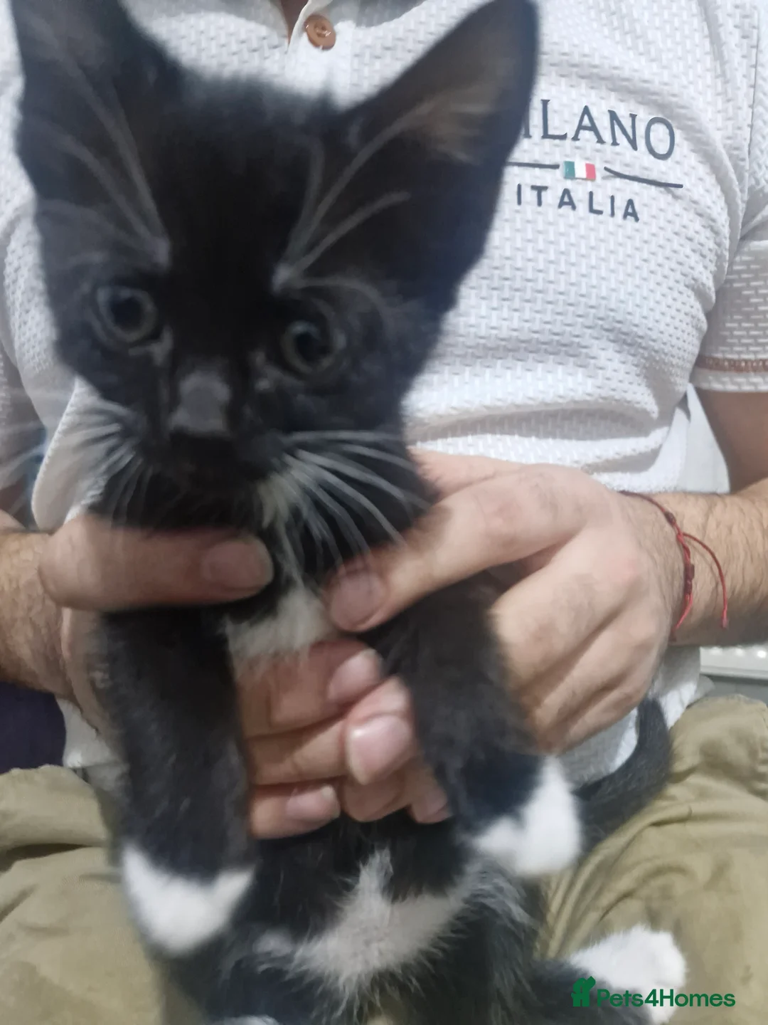 American Shorthair cats for sale: American shorhair kittens - Advert 2