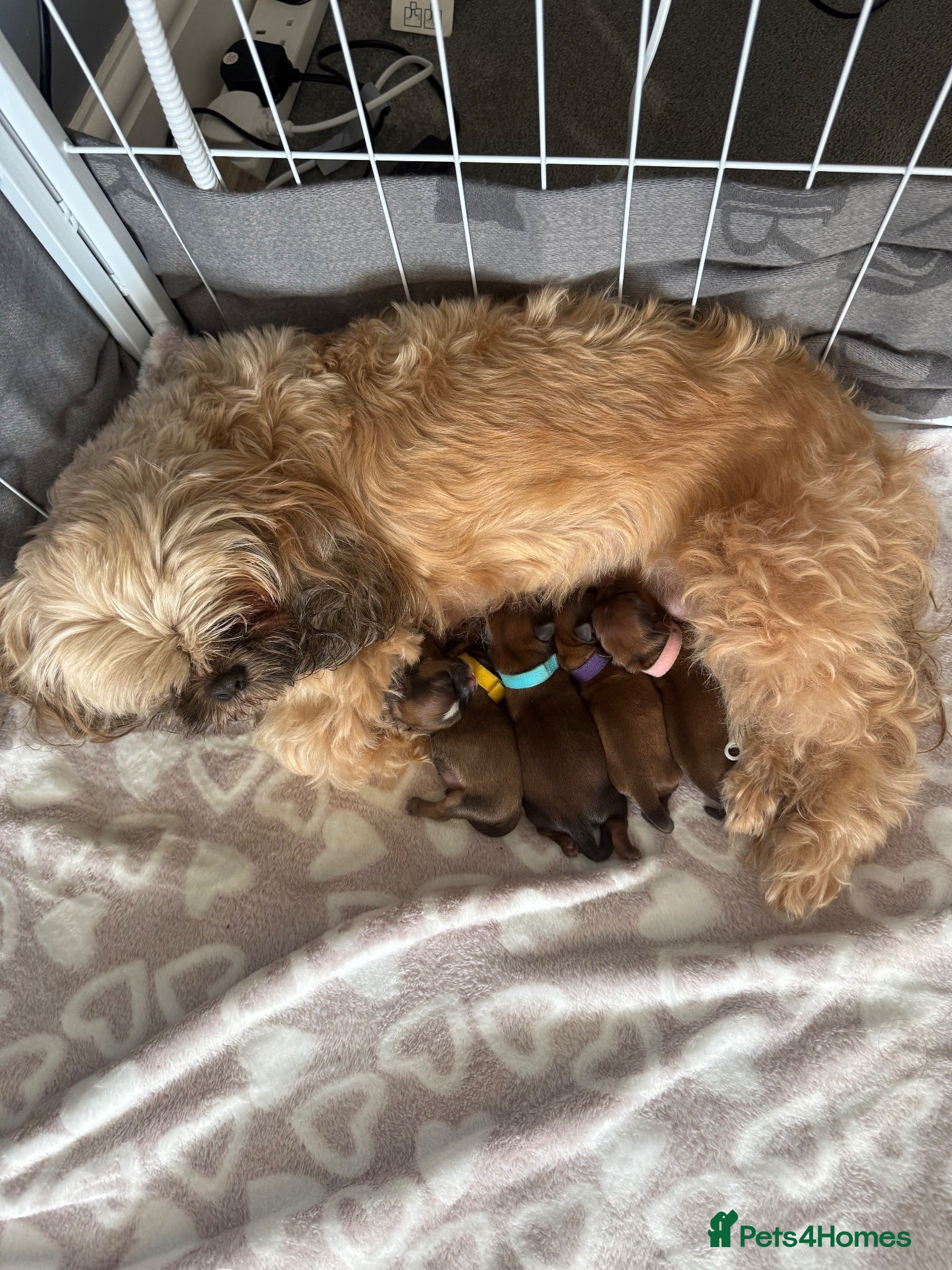 Shih Tzu dogs Shih Tzu girl puppies for sale - Advert 1